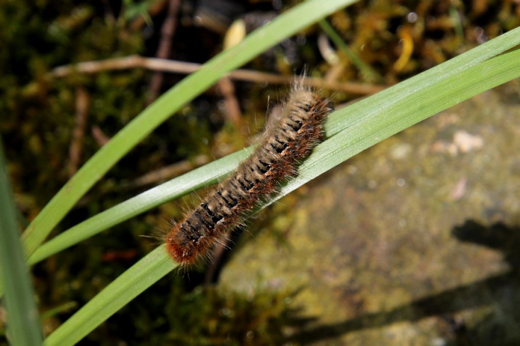 Bruco di ...Lasiocampa (Lasiocampa) quercus, Lasiocampidae